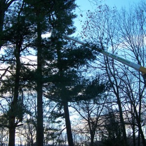 Adirondack Residential, Commercial, and Emergency Tree Service