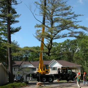 Adirondack Residential, Commercial, and Emergency Tree Service