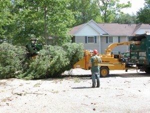 Residential Tree Services in Upstate NY & the Adirondacks