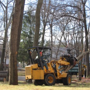 Adirondack Commercial Tree Service