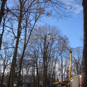 Adirondack Commercial Tree Service