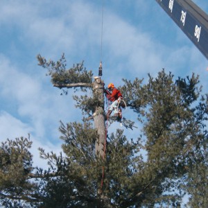 tree trimming and pruning in Upstate NY and the adirondacks