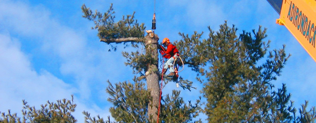 Adirondack Residential, Commercial, and Emergency Tree Service