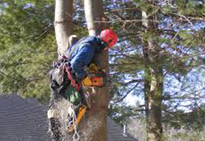 Residential Tree Service in Upstate NY & the Adirondacks