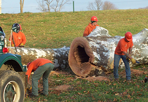 Commercial Tree Service